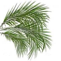 Saw Palmetto kivonat 350 mg 100 kapszula